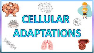 Cell Adaptations  Pathology  Hypertrophy Hyperplasia Atrophy amp Metaplasia [upl. by Wexler]