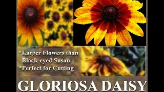 Gloriosa Daisy Daisy Seed  Rudbeckia gloriosa FLOWER SEEDS on wwwMySeedsCo [upl. by Bevan]