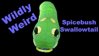 Surprisingly Strange Spicebush Swallowtail [upl. by Tarabar]