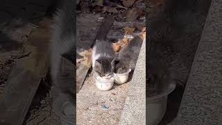 Tengo mucha hambre😵‍💫 gatostraviesos funny shortvideo [upl. by Iborian]