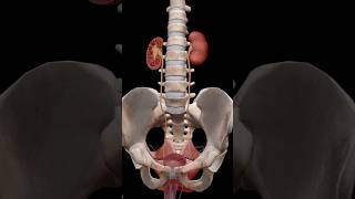 Urinary system and pelvic bone anatomy biology skull animation [upl. by Reynard]