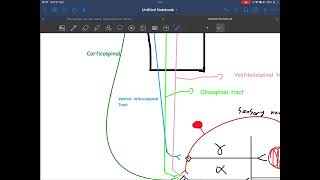 Lecture 5  higher control of stretch reflex golgi tendon organ [upl. by Nylyrehc]