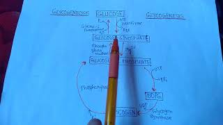 Glycogenesis amp Glycogenolysis [upl. by Atilemrac]