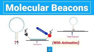 Molecular Beacons  Molecular Beacon Probe with animation [upl. by Etep651]