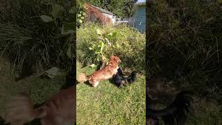 The Fence dogactivity dachsund funnydogs [upl. by Haye]