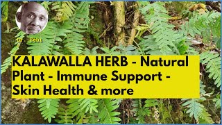 THE MANY USES OF KALAWALLA  SKIN  IMMUNE SYSTEM  TONIC  Dr Sebi Approved  Natural [upl. by Dysart]