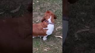 Basset hounds hunt rabbits 🐇🐇🐇 [upl. by Anehs]