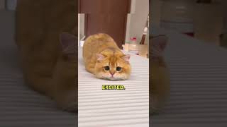 Why Do Cats Wiggle Before Pouncing 🤔 [upl. by Claudetta]