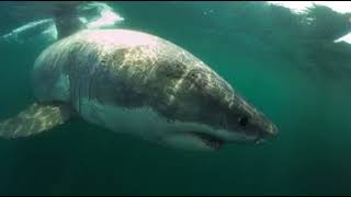 Great white shark swims within feet of underwater photographer [upl. by Elenore129]