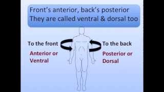 Anatomical Positions Song [upl. by Annice165]