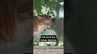 My Demons 😻😾 catsofinstagram funnycats funnycatsvideo funnyvideos viralcats catsoftiktok fy [upl. by Yerfoeg437]