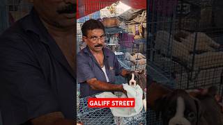 Galiff Street Pet Market। Dog Market shorts Dog petmarket galiffstreet [upl. by Bergstein]