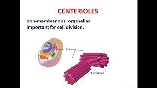 Class 11 biology Ch8 Part11Ribosomescytoskeletoncilia amp flagellaStudy with Farru [upl. by Ahsikym170]