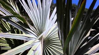 Bismark Palm tree  Bismarckia nobilis HD 01 [upl. by Adnofal]