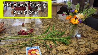 Pros amp Cons of growing Helichrysum for Cut Flower Arrangements  Ep 46 [upl. by Allecsirp]