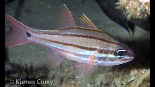 Fourline Cardinalfish  Apogon doederleini [upl. by Airdnaz]