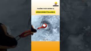 Thưởng thức hương vị sông băng ở Alaska [upl. by Aimehs]