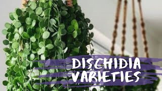 DISCHIDIA PLANTS FOR PLANT LOVERS🍃 [upl. by Lachish]