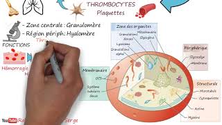 THROMBOCYTES  Plaquettes [upl. by Wilen]