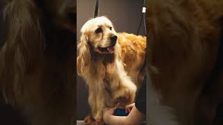 Monthly Grooming Secrets keratinization process caninehealth petcareservices doglover [upl. by Genna429]