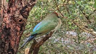 The Rainbow bee eaters Sydney Australia [upl. by Bagley]