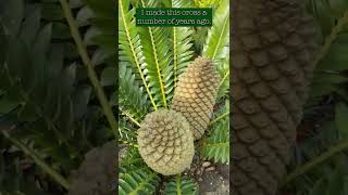 Encephalartos transvenosus x latifrons  Cycad Pollination 2022  Encephalartos woodii Debutant Ball [upl. by Ylrebmi575]