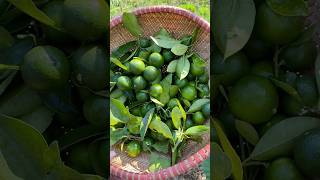 Harvesting kumquat hachigarden bepco21 hoasontra garden harvest fruit vegetables [upl. by Umont]