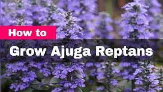 How to Grow Ajuga Reptans Bugleweed a Perennial Flower and Fast Growing Ground Cover [upl. by Trina]