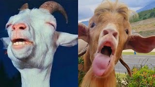 Most Funny Goat Screaming Sound 🐐😂 Goats Yelling Like Humans Compilation [upl. by Ruvolo]