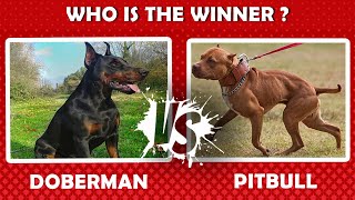 PITBULL vs DOBERMAN Compare  Which dog breed is better [upl. by Garcia87]