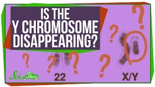 Is the Y Chromosome Disappearing [upl. by Naek]