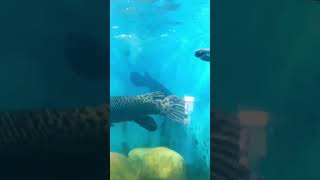 Fish කියන්නෙම හිත නිවන භාවනාවක් 🐠🥰💧fish water viralshort LeisureLink92 [upl. by Elamef29]