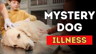 Mystery Dog Illness Potentially Fatal and Spreading [upl. by Auhsoj]