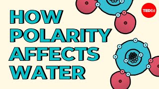 How polarity makes water behave strangely  Christina Kleinberg [upl. by Aikahs416]