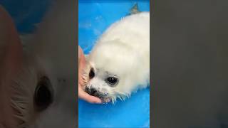 The baby seal choked on water 1 animals cute funny shorts shortvideo [upl. by Aneerb]