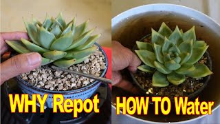 How to Repot amp Water Echeveria AGAVOIDES Sirius  Growing Succulents with LizK [upl. by Abe]