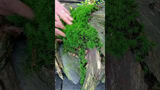 Bonsai Beech Forest on a concrete slab [upl. by Ayama]