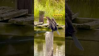 Double Crested Cormorant shortsfeed nature birdlover birds cormorant short shorts [upl. by Heall]