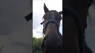 Fohlen ABC mit Maverick Part 1 horse pferd equestrian [upl. by Tawney163]