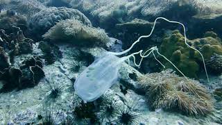 Box Jellyfish Koh Tao Thailand [upl. by Moitoso]