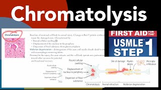 Chromatolysis Wallerian degeneration Axonal regeneration in HindiUrdu by first aid forUSMLE step1 [upl. by Pedrotti]