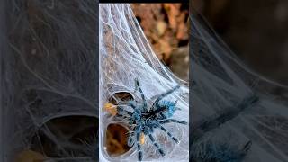 Martinique Pink Toe Tarantula Caribena versicolor feeding [upl. by Searcy]