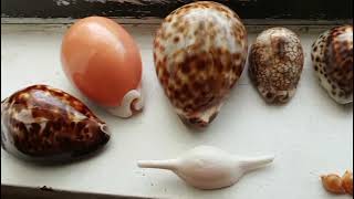 my entire cowrie shell collection [upl. by Eelloh]