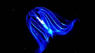 Jellyfish  Ctenophora [upl. by Sivrat]