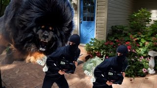 10 LARGE BREEDS CRIMINALS PRAY ARENT GUARDING YOUR HOME [upl. by Nolrev]