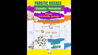 Trichinosis in sheep🤔Trichinella spiralis foodborne helminthicMuscle👍Parasitology👍🔬✅ [upl. by Gurevich]