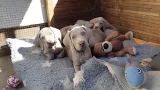 Weimaraner Puppys 2020  5855 days old  Random Play Time [upl. by Keon]