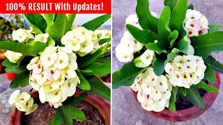 Watch How To Get TONS of FLOWERS On Euphorbia Milii [upl. by Laehcimaj981]