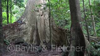 Giant buttresses Malaysia 20191128104253m2ts [upl. by Maxama]