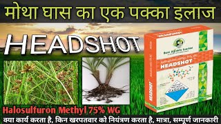 Headshot herbicide  Halosulfuron Methyl 75 WG  मोथा खरपतवार को नियंत्रण केसे करे [upl. by Asilanom]